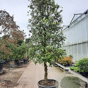 Quercus ilex 100 cm stam container 25-30