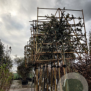 Quercus ilex 10-12 cm container LEIVORM 200 cm stam
