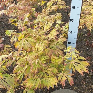 Acer japonicum 'Aconitifolium' 50-60 cm met kluit