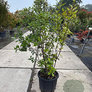 Quercus ilex 125-150 cm 25L