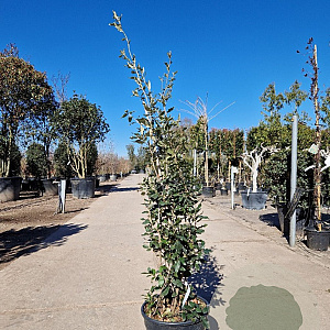 Quercus ilex 150-175 cm 18L