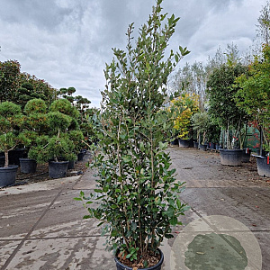 Quercus ilex 150-175 cm 18L