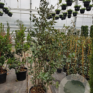 Quercus ilex 150-175 cm 18L