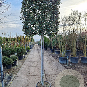 Quercus ilex 150 cm stam container 16-18 lei 100x100