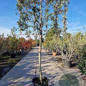 Quercus ilex 150 cm stam container 18-20
