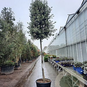 Quercus ilex 180 cm stam container 12-14