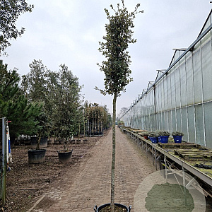 Quercus ilex 180 cm stam container 14-16