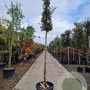 Quercus ilex 180 cm stam container 14-16