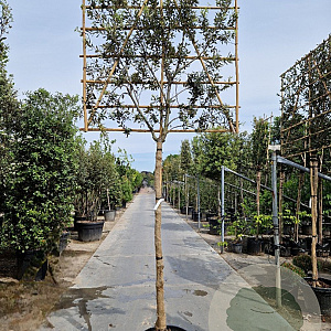 Quercus ilex 180 cm stam container 16-18 lei 180x120