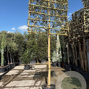 Quercus ilex 180 cm stam container 16-18 lei 180x120