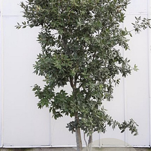 Quercus ilex 200-250 cm container 80 stam