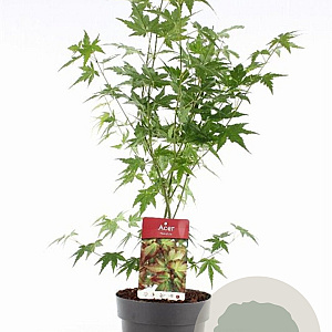 Acer palmatum 80-100 cm 5,0L