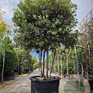 Quercus ilex 250-300 cm cont. 350L paraplu