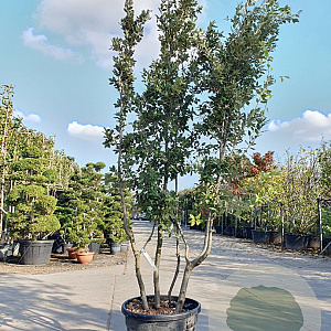 Quercus ilex 250-300 cm cont. 90L meerstammig