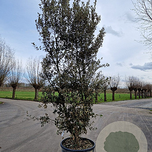 Quercus ilex 300-350 cm cont. 230L