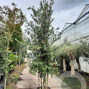 Quercus ilex 300-350 cm cont. 70L meerstammig