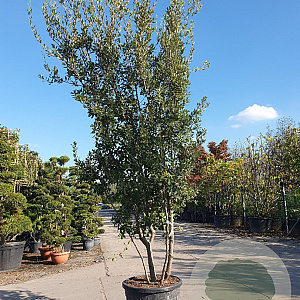 Quercus ilex 300-350 cm cont. 95L meerstammig