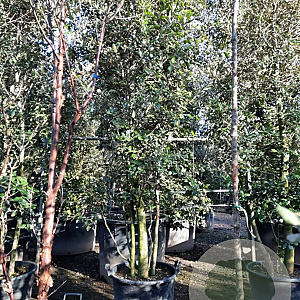 Quercus ilex 300-350 cm container paraplukroon