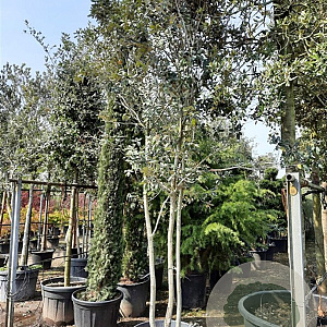 Quercus ilex 300-350 cm container paraplukroon