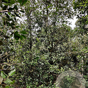Quercus ilex 300-350 cm container meerstammig