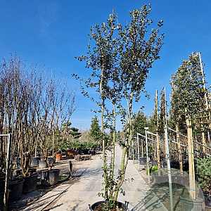 Quercus ilex 350-400 cm cont. 130L meerstammig