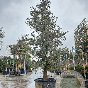 Quercus ilex 350-400 cm cont. 230L extra