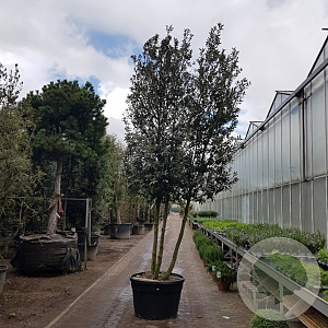 Quercus ilex 350-400 cm cont. 230L paraplu
