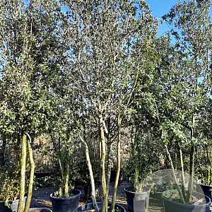 Quercus ilex 350-400 cm cont. 230L paraplu