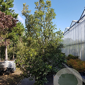 Quercus ilex 350-400 cm cont. 350L meerstammig