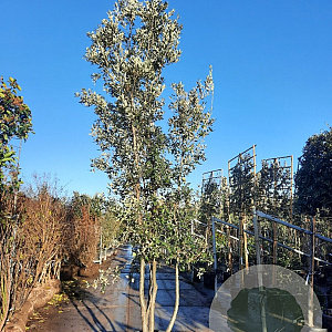 Quercus ilex 400-450 cm container struik