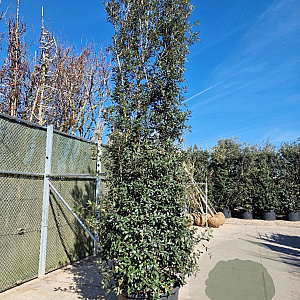Quercus ilex 400-450 cm container meerstammig