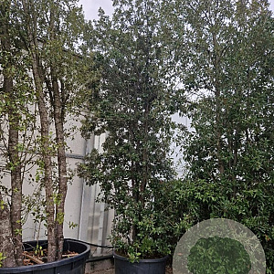 Quercus ilex 500-550 cm container meerstammig