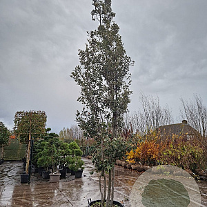 Quercus ilex 500-550 cm container meerstammig