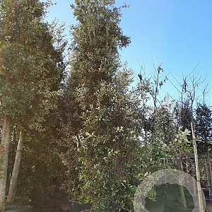 Quercus ilex 600-700 cm cont. 500L