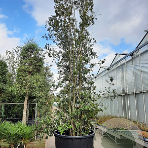 Quercus ilex 600-700 cm cont. 500L