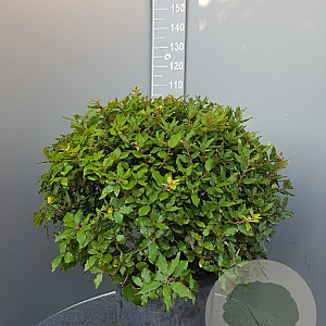 Quercus ilex 60-80 cm container bol