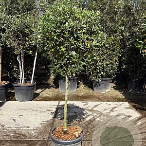 Quercus ilex 80 cm stam container bol 50-60