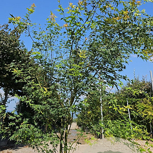 Acer palmatum 200-250 cm container meerstammig