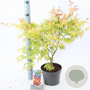 Acer pal. 'Katsura' 40-50 cm 3,0L
