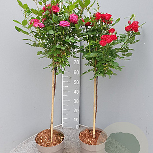 Rosa (K) 'Royal Gold' 110 cm stam 6L