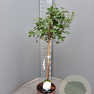 Rosa (K) 'Royal Gold' 110 cm stam 6L