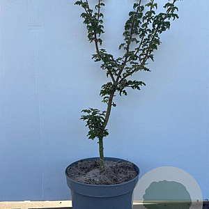 Acer pal. 'Shishigashira' 40-50 cm 5,0L