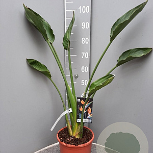 Strelitzia reginae GM C6L