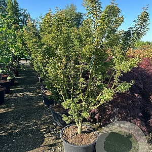 Acer pal. 'Shishigashira' 150-175 cm 50L