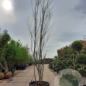 Tamarix africana 350-400 cm container meerstammig