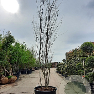 Tamarix africana 350-400 cm container meerstammig