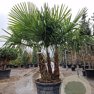 Trachycarpus fortunei GM container meerstammig