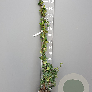 Trachelospermum jasminoides 140-160 cm 4,0L