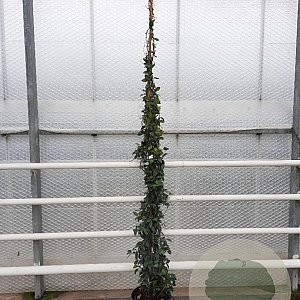 Trachelospermum jasminoides 250-300 cm 18L