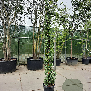 Trachelospermum jasminoides 300-350 cm 25L